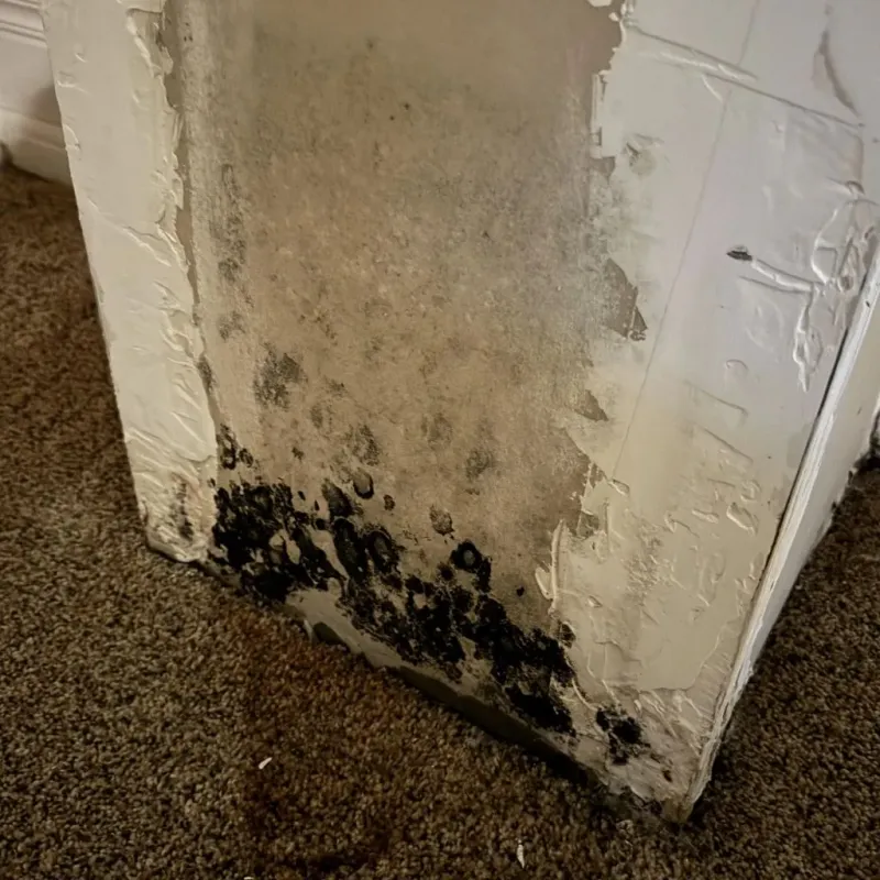 Professional Mold Removal in Swansboro, NC